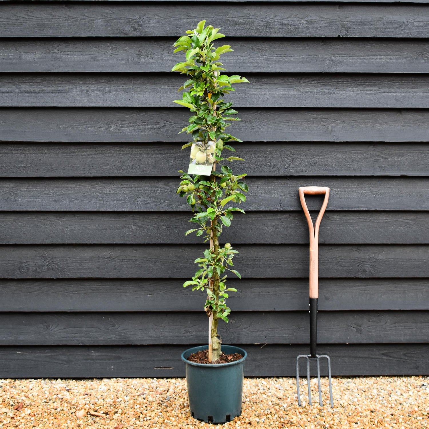 Apple tree 'Greenfinch' (Starline) | Malus domestica - 130-150cm - 10lt