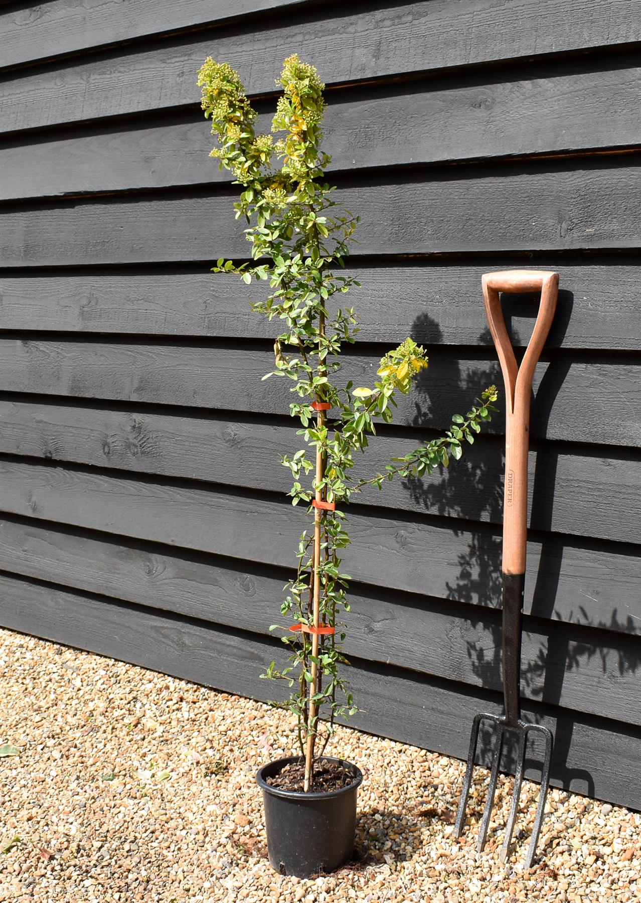 Pyracantha 'Orange Glow' Height100-125cm -3lt