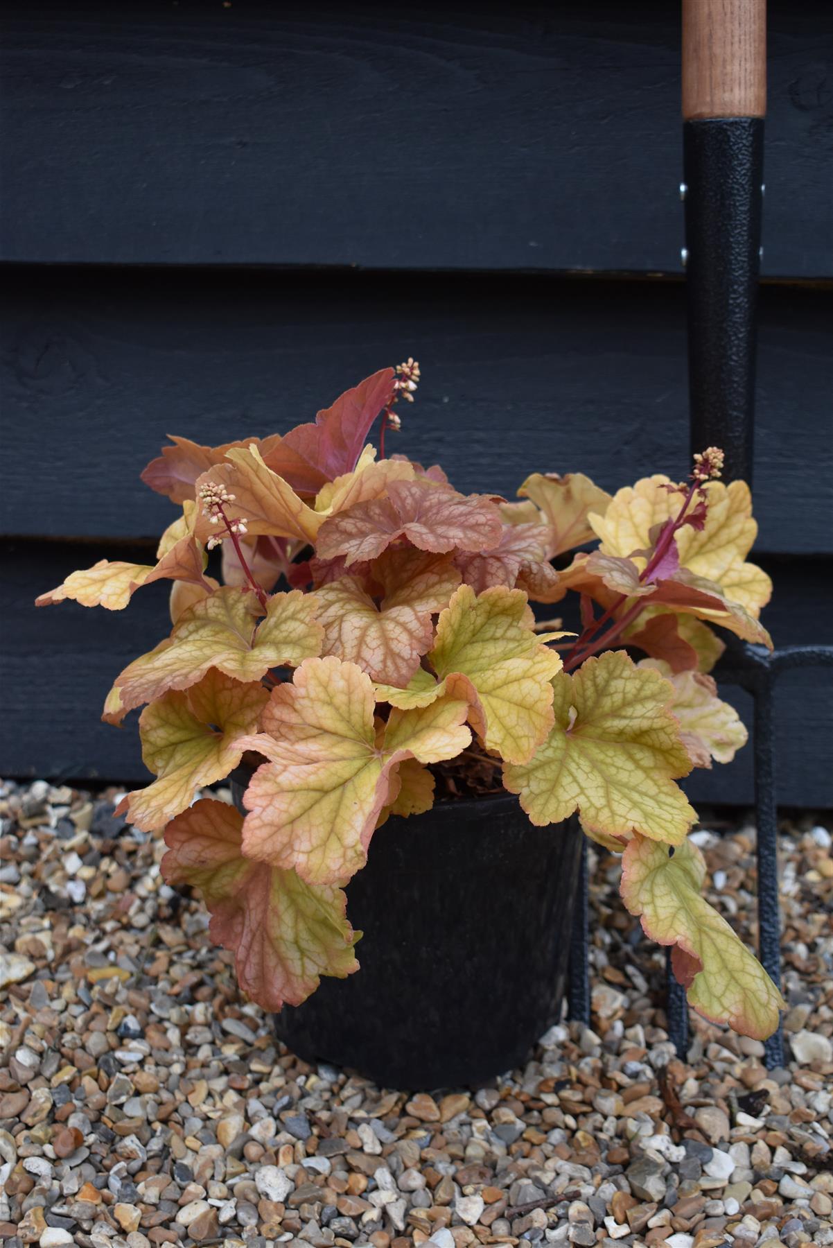 Heuchera 'Champagne' | Alum Root | Coral Bells - 20-30cm, 3lt