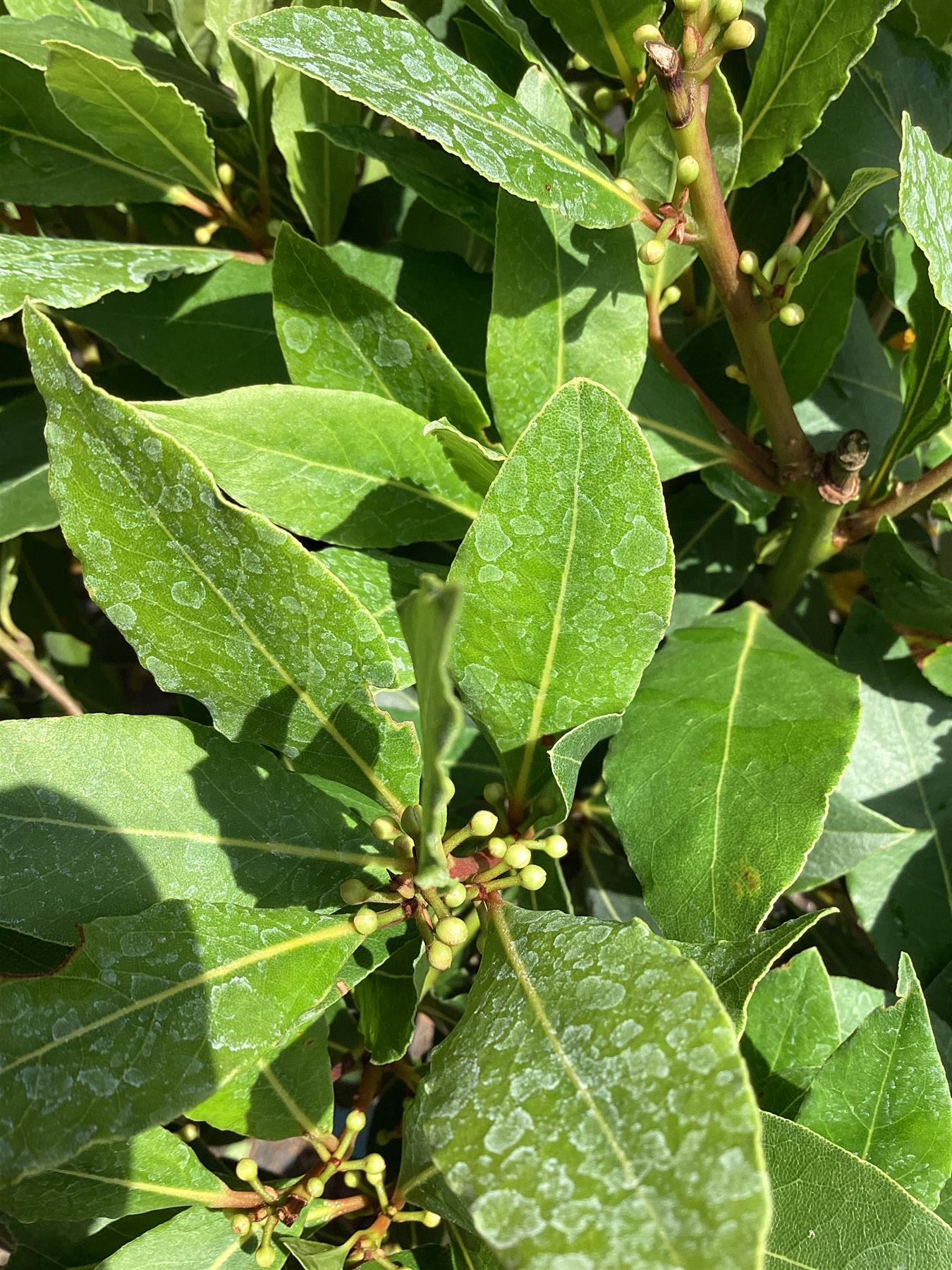 Laurus nobilis | Bay laurel 1/4 std Clear Stem - 60-100cm, 10lt