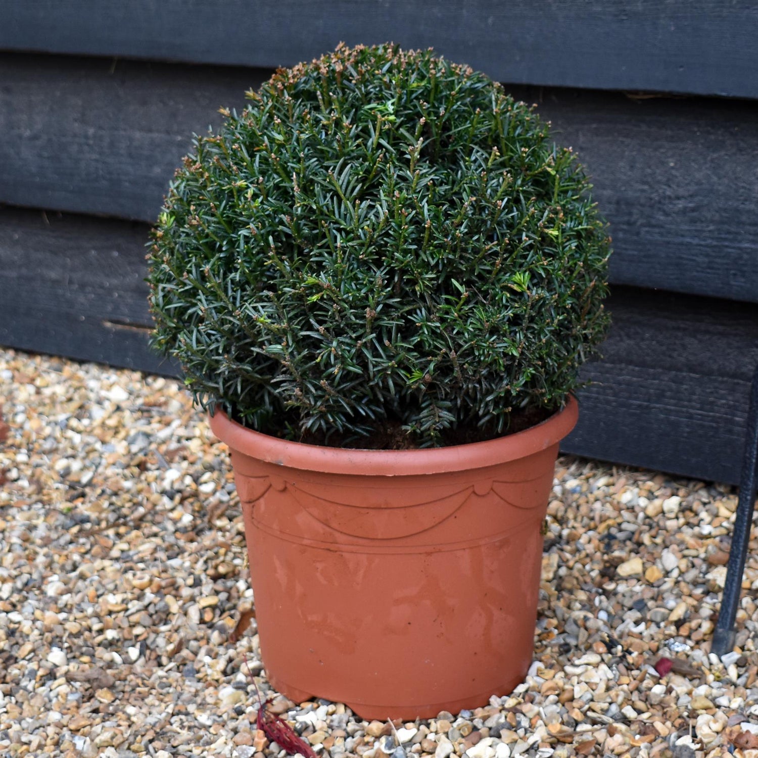 Taxus baccata (balls) - Height 30cm - Diameter 30cm - 7lt