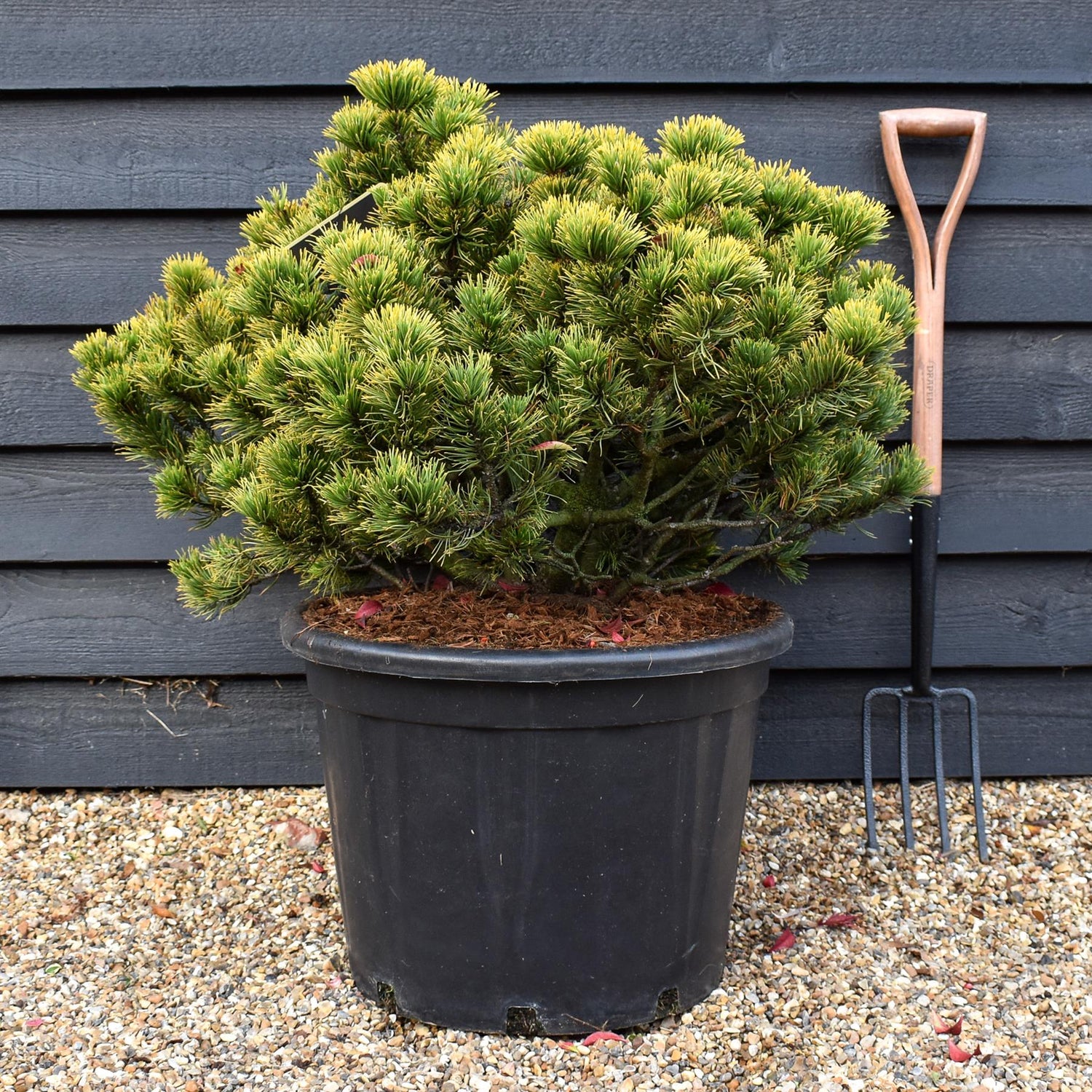 Pinus mugo 'Carsten's Wintergold' - Height 50-60cm - Width 70-80cm - 65lt