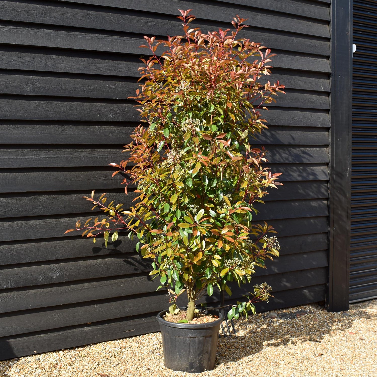 Photinia x fraseri Red Robin - Bush - Height 230-270cm - 35lt
