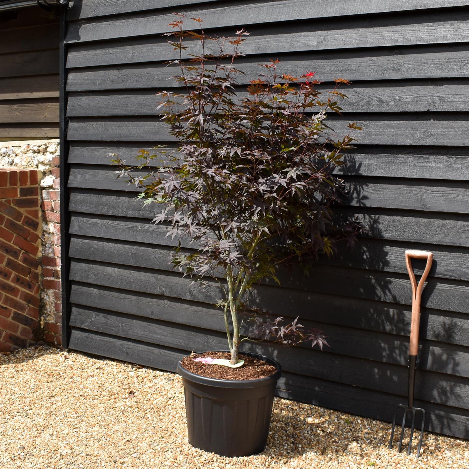 Japanese maple 'Red Emperor' | Acer palmatum - Height 140-160cm - 55lt