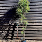 Sorbus aucuparia Autumn Spire | Mountain Ash ‘Autumn Spire’ - 200-250cm, 10lt
