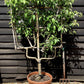 Apple tree 'Discovery' espalier | Malus domestica - 120-150cm - 45lt