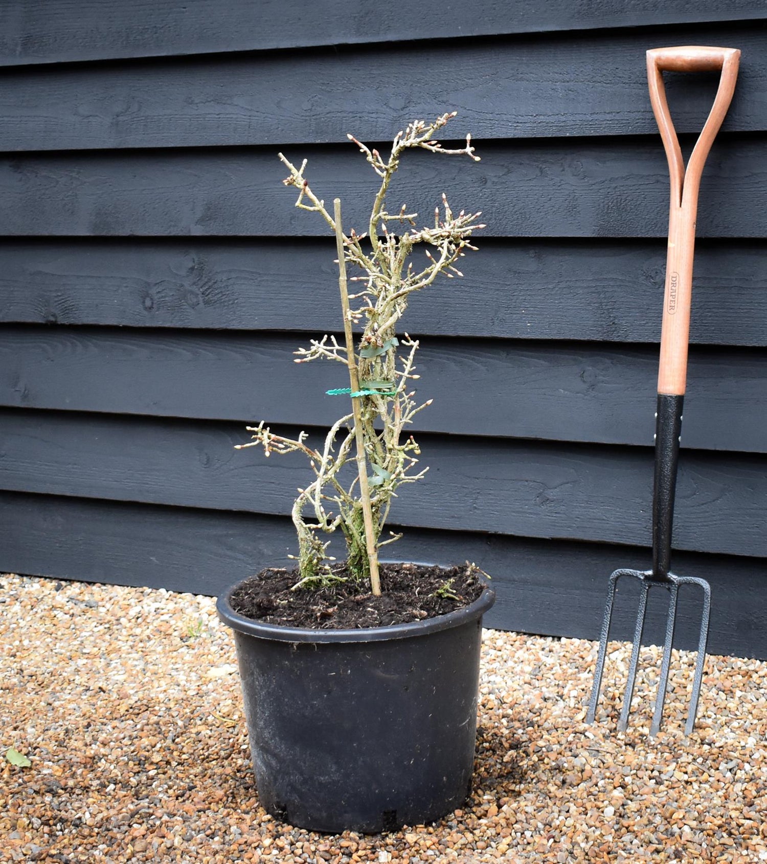 Hydrangea petiolaris Miranda - Height 60-100cm - 20lt