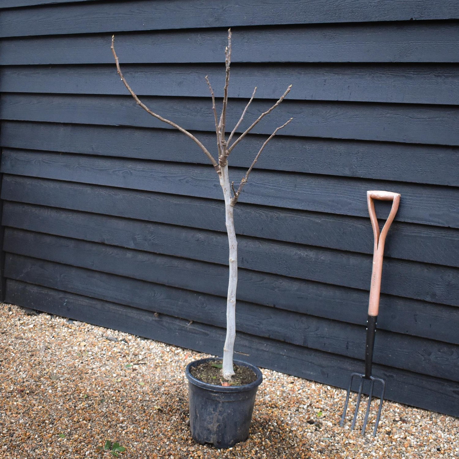 Fig | Ficus carica 'Brown Turkey' - Clear Stem 65-75cm - Height 130-140cm - 15lt