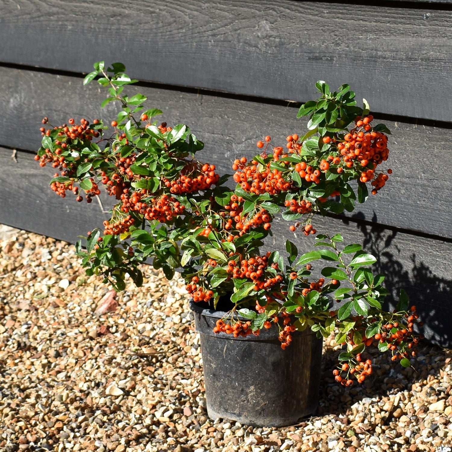Pyracantha 'Orange Glow'  | Orange Firethorn 10-20cm - 3lt