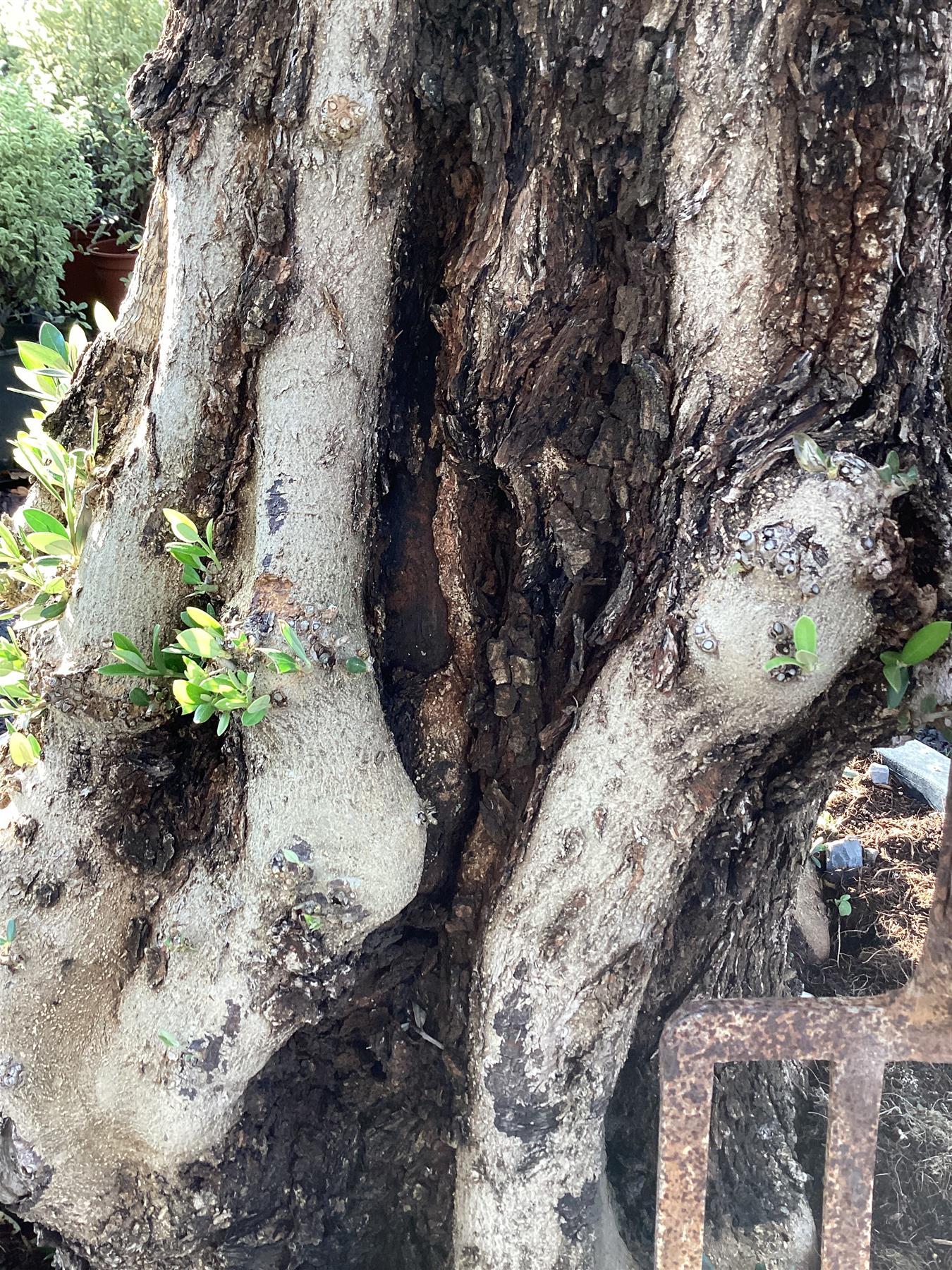 Olive Tree | Olea Europea 1/2 Standard 108cm girth - 205-215cm, 240lt