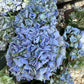 Hydrangea Original Mophead - Blue  | Hydrangea 20-30cm - 5lt