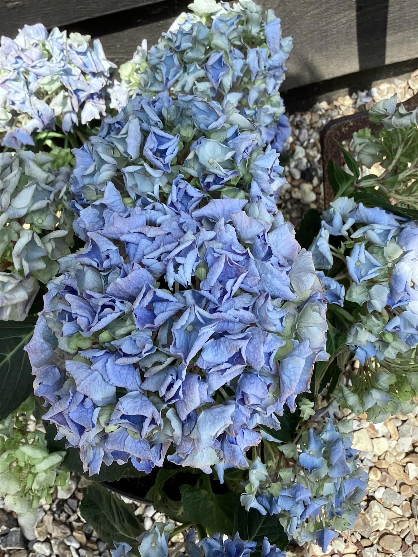 Hydrangea Original Mophead - Blue  | Hydrangea 20-30cm - 5lt