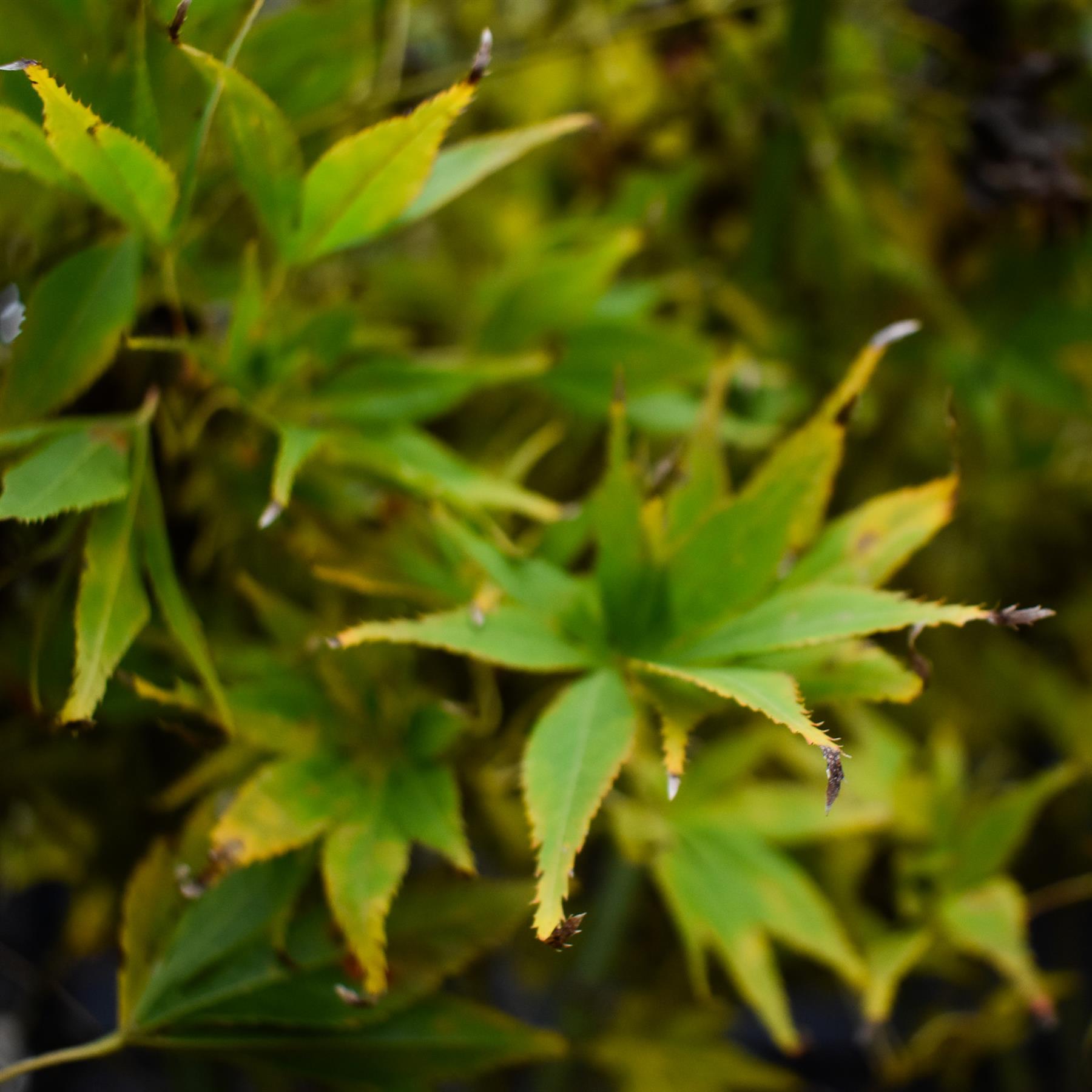 Acer palmatum 'Kogane Nishiki' | Japanese maple Golden Brocade