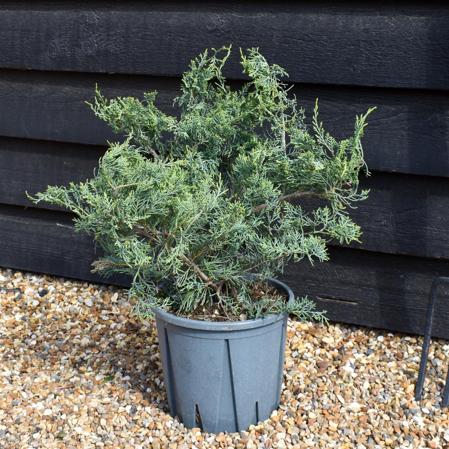 Juniperus 'Grey Owl' -Height 30-40cm - 10lt