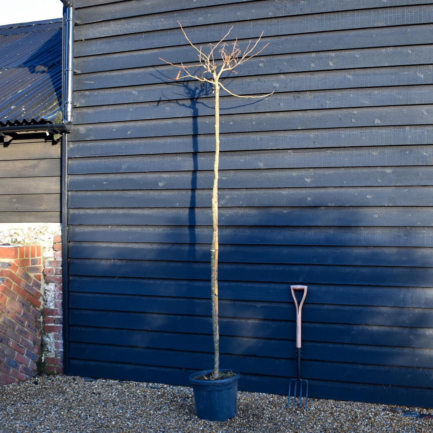 Albizia Julibrissin Summer Chocolate | Silk Tree - Clear Stem - Girth 6-8cm - Height 250-270cm - 30lt