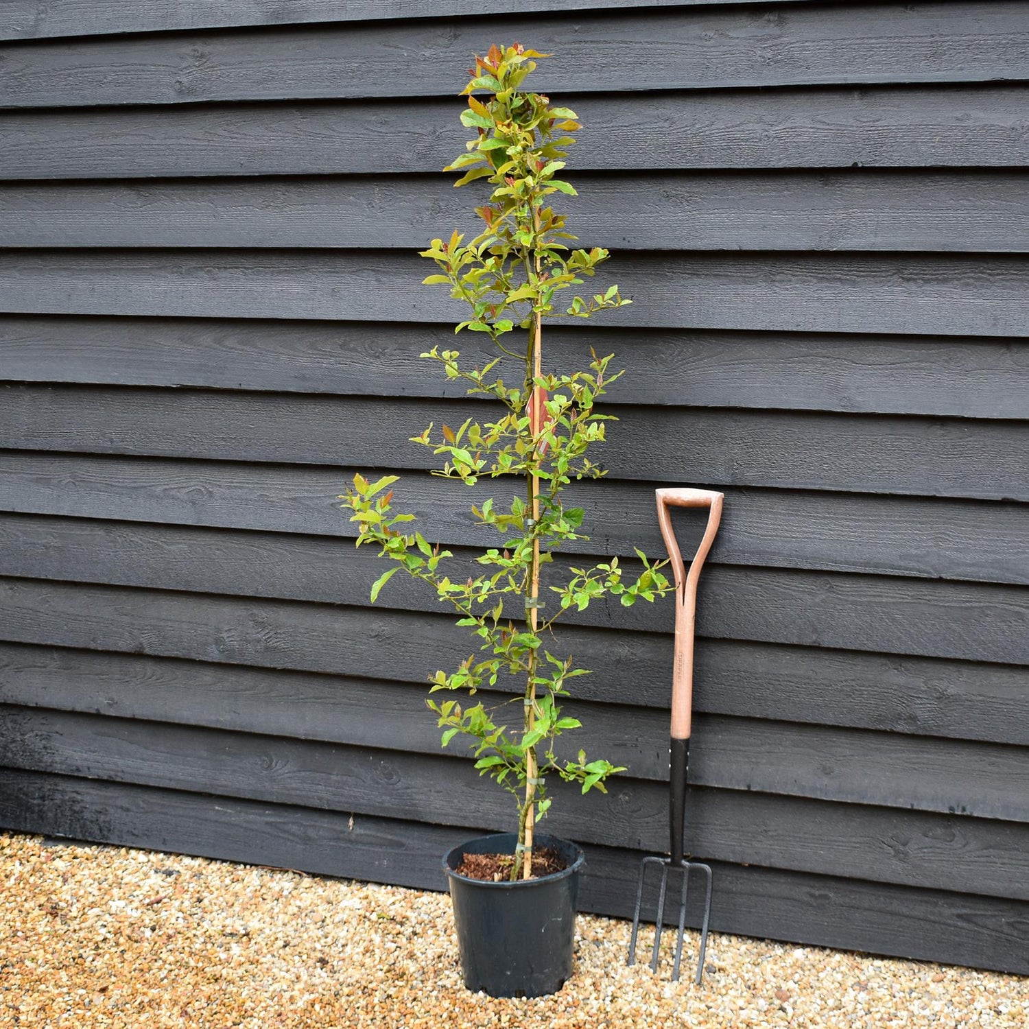 Nyssa sylvatica | Black Gum Tree - Height 150-180cm - 10lt