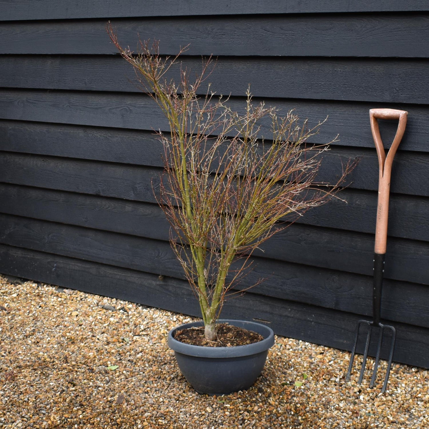 Japanese maple 'Butterfly' |Acer palmatum 'Butterfly' - Bushy - Height 100-110cm - 35lt