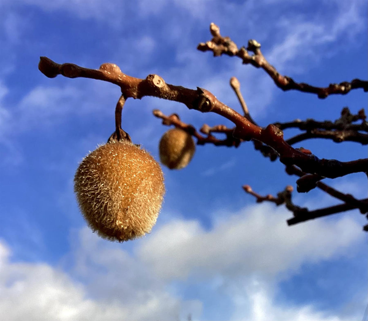 Actinidia chinensis | Kiwi Fruit Tree - Height 150-180cm - 25lt