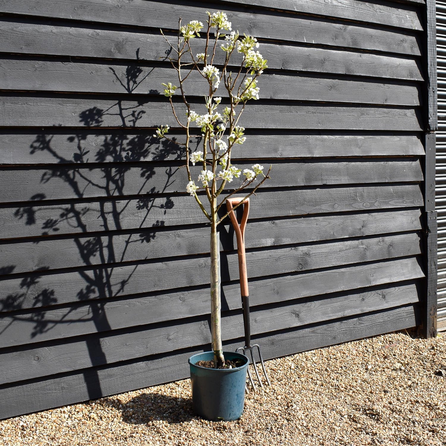 Pear 'Williams' Bon Chretien' | Pyrus communis  - 150-160cm - 12lt