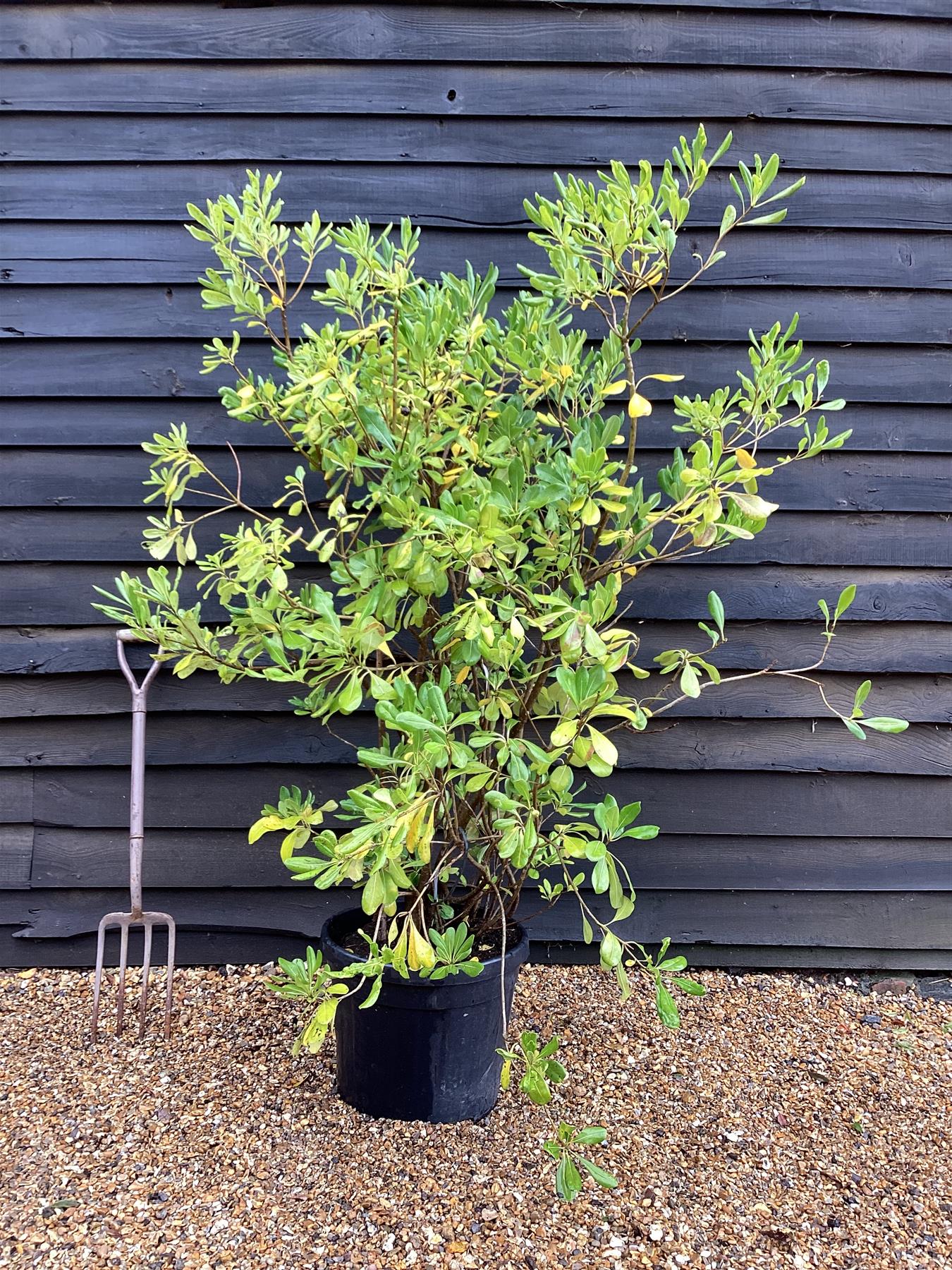 Pittosporum tobaria | Austrian laurel - 90-100cm, 30lt
