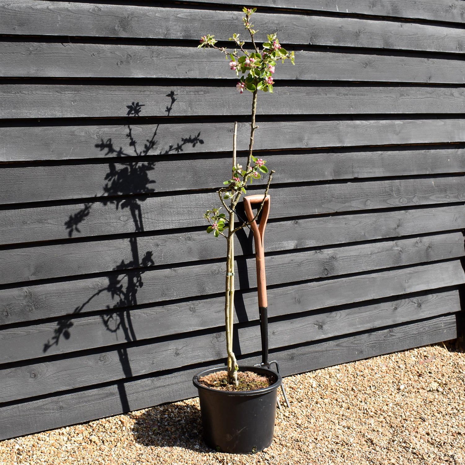 Apple tree 'James Grieve' | Malus domestica - M27 - Ultra-Dwarfing - Height 140-150cm - 20lt