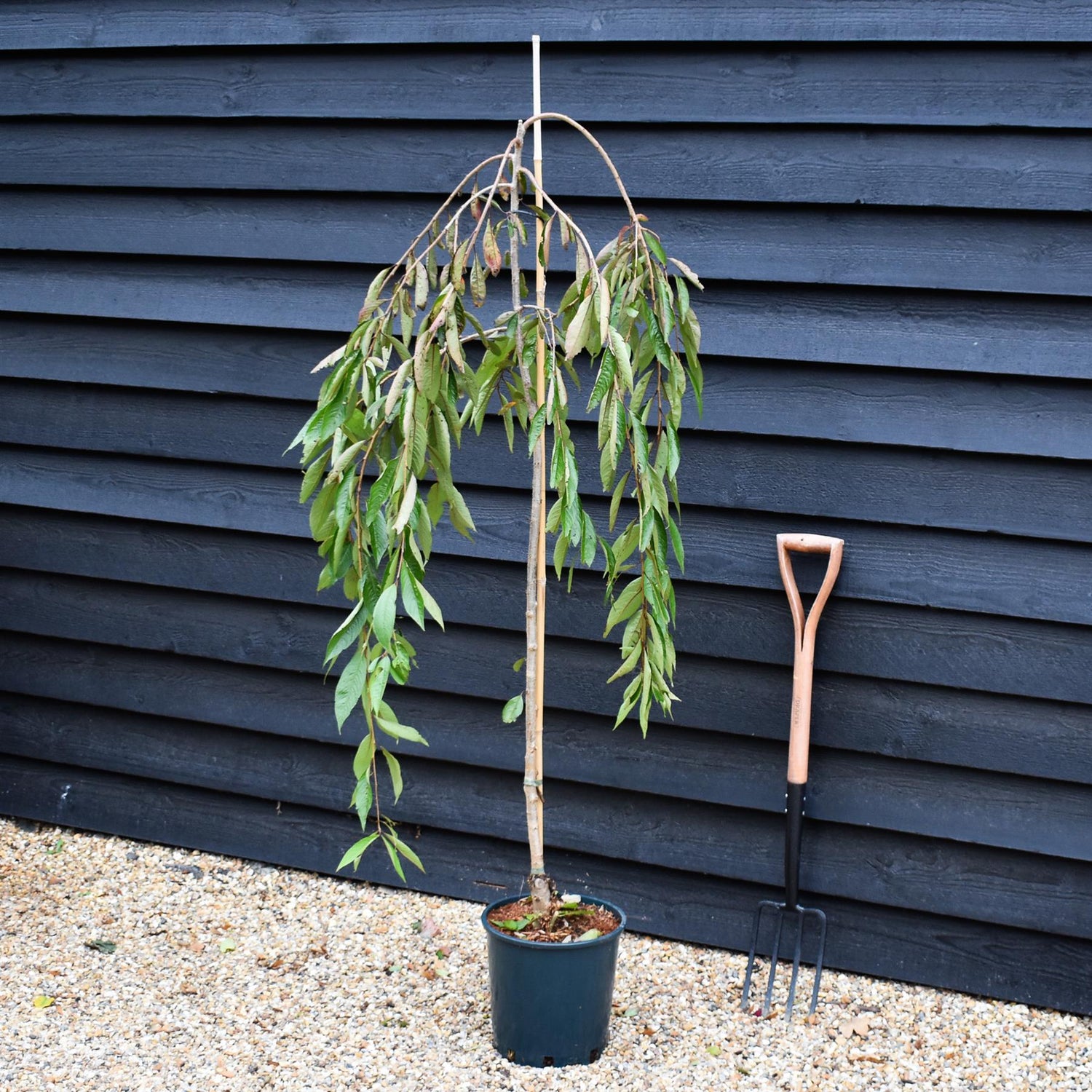 Prunus Subhirtella Pendula Rubra - Height 180-220cm - 12lt