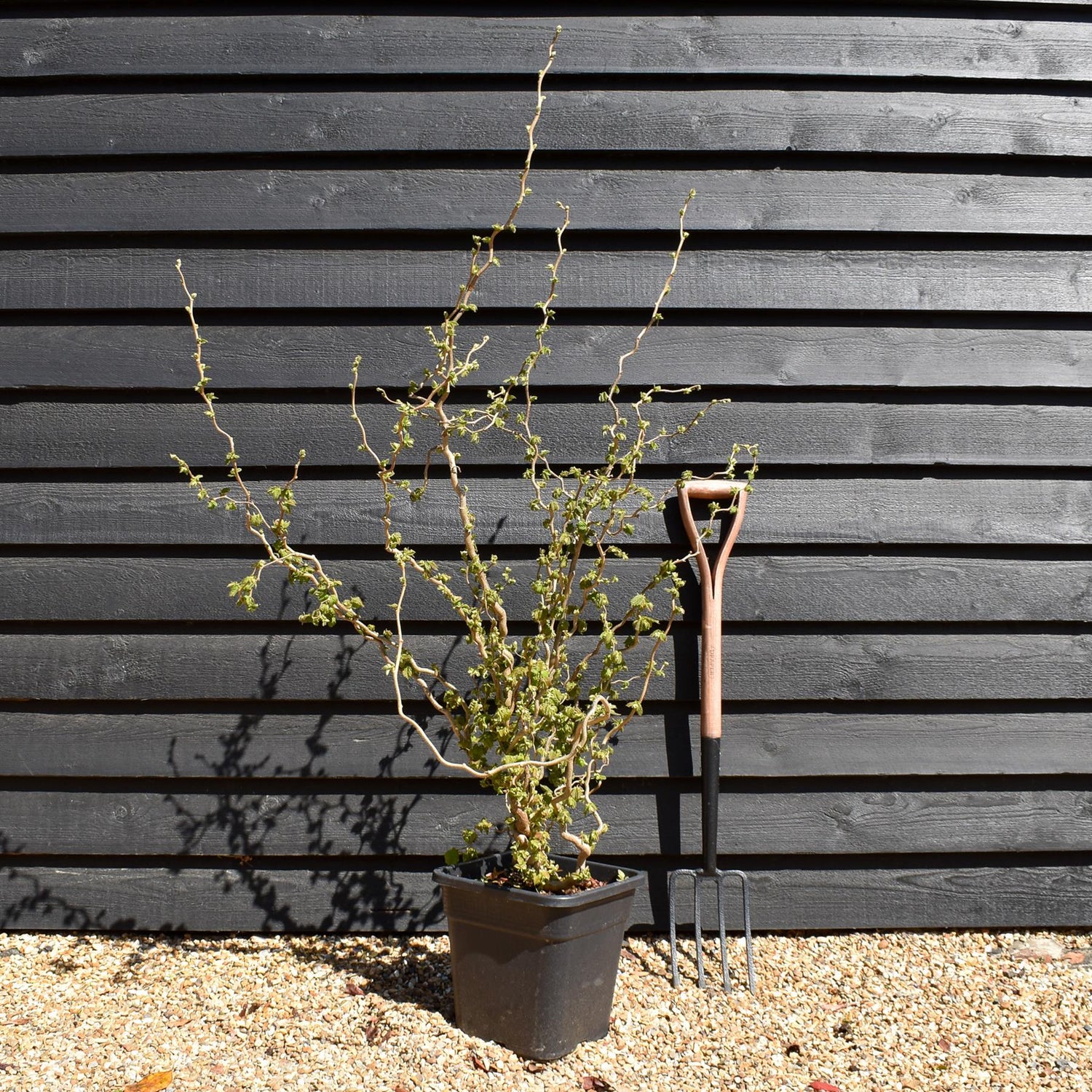 Corylus avellana 'Twister' | Corkscrew Hazel -Shrub - Height 150-160cm - 15lt