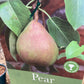 Pear 'Doyenne du Comice' | Pyrus communis  - 150-180cm - 12lt