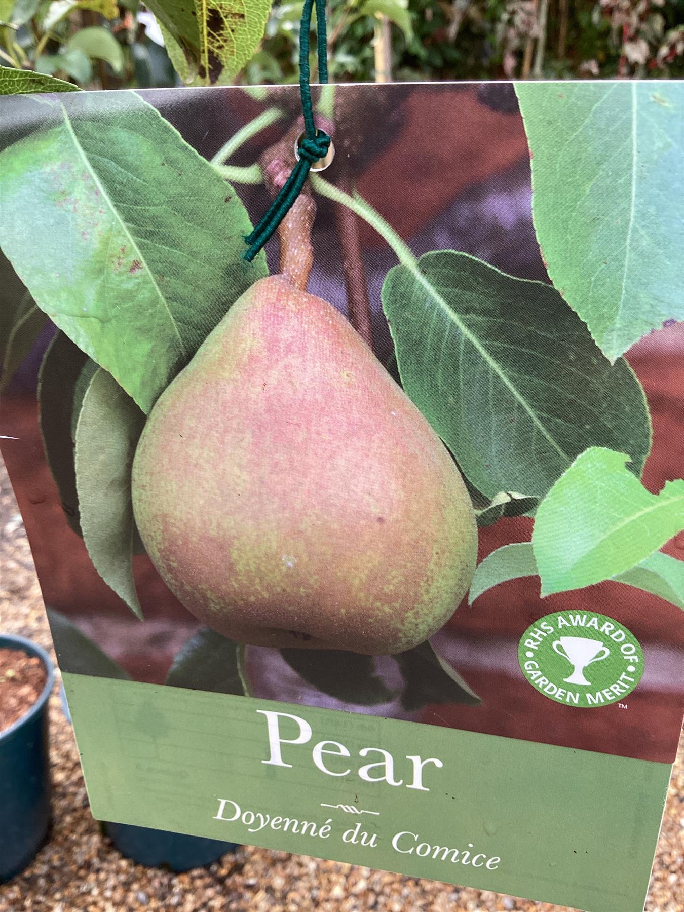 Pear 'Doyenne du Comice' | Pyrus communis  - 150-180cm - 12lt