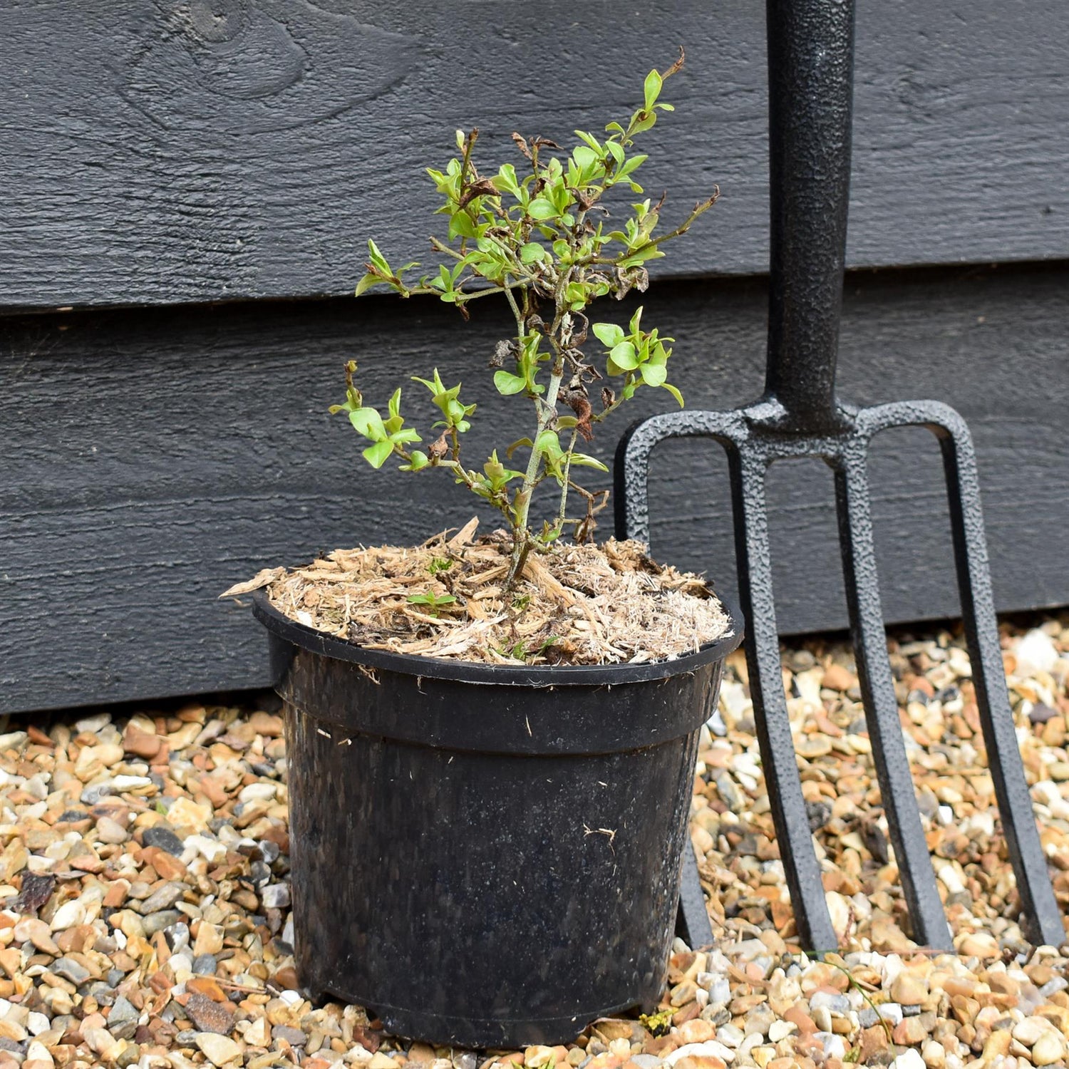 Ceratostigma willmottianum Forest Blue - Height 14-20cm - 2lt