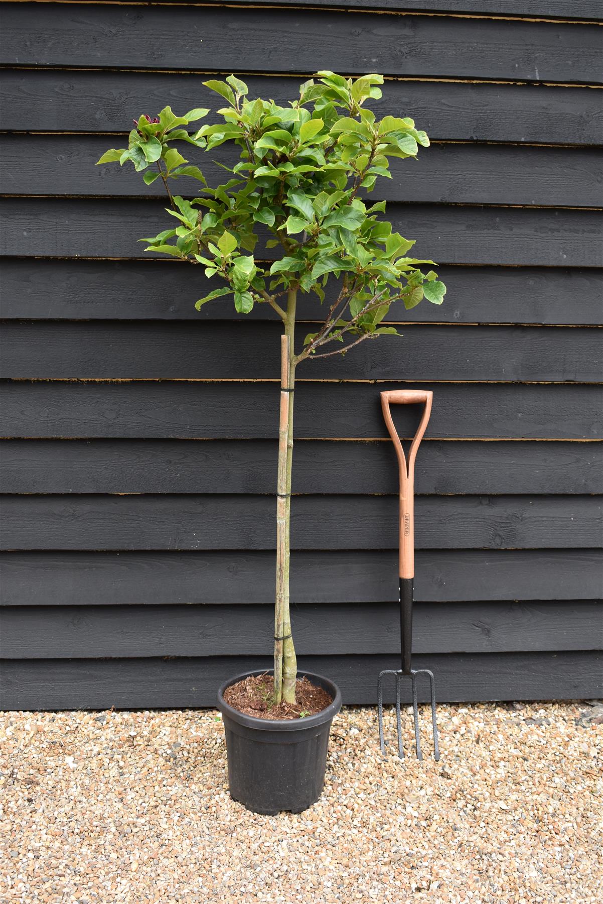 Magnolia Genie | Magnolia Genie - Clear Stem - 145cm - 15lt