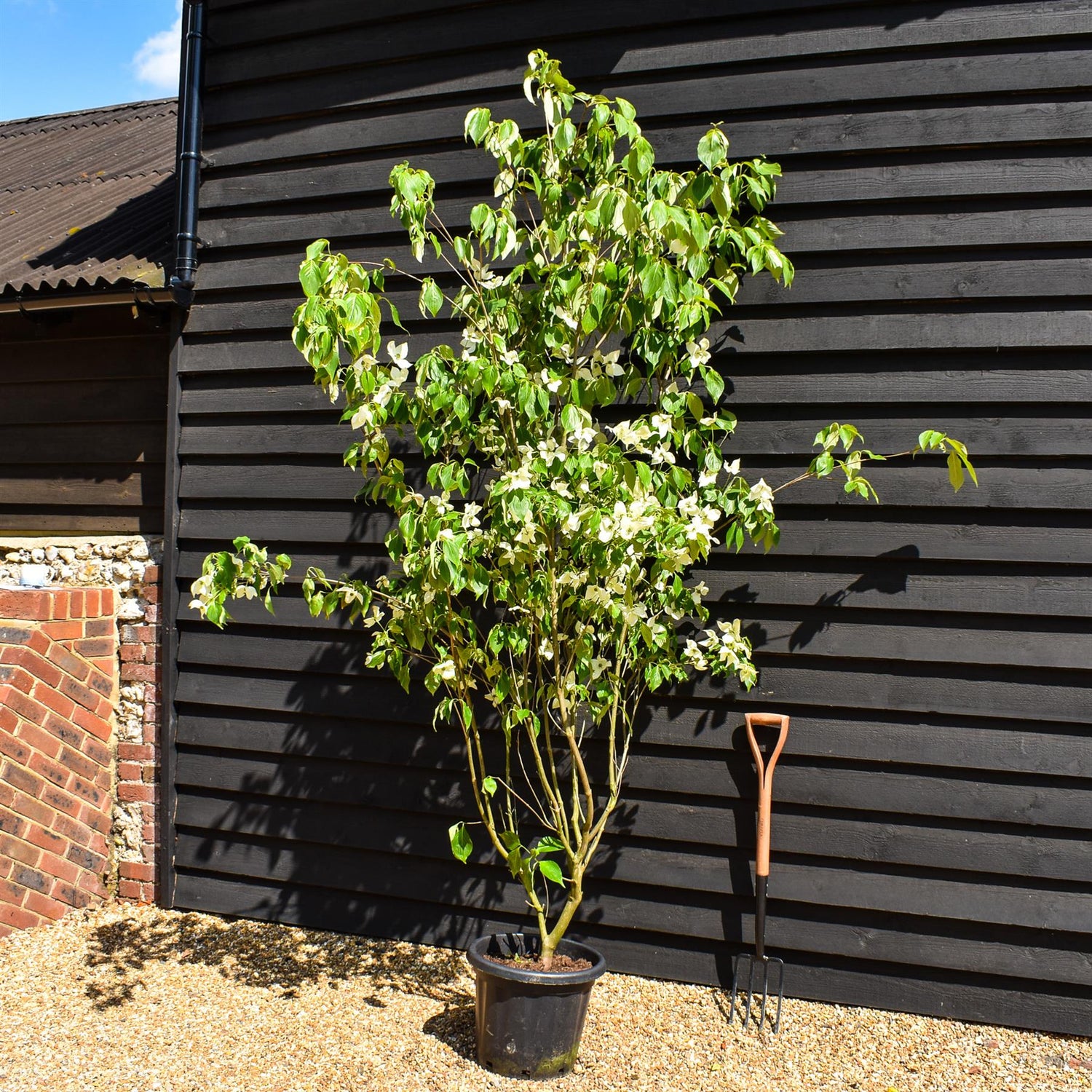 Cornus kousa 'China Girl' | Dogwood  - Bushy - Large Shrub - Height 220-240cm - 25lt