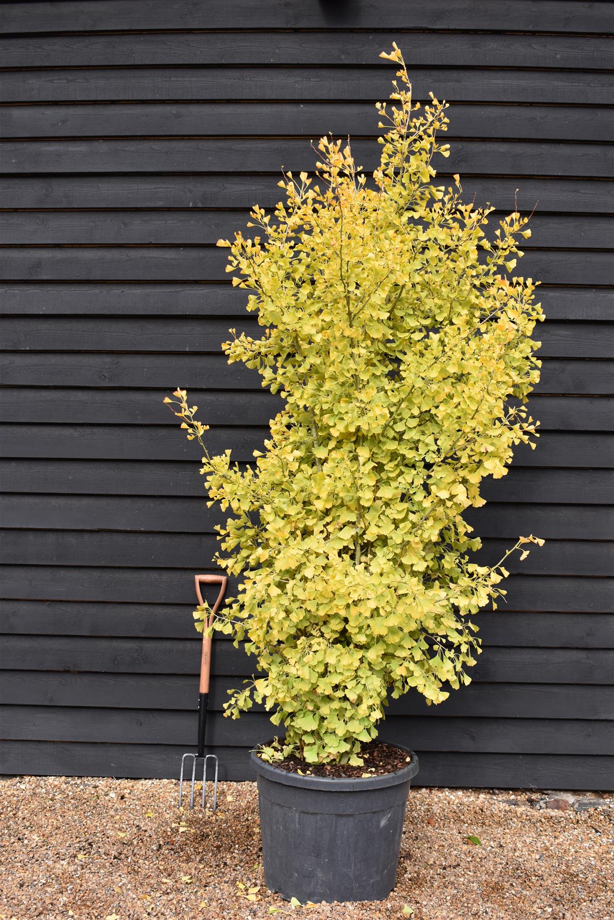 Ginkgo biloba 'Pyramidalis' | Maidenhair Tree - 250-300cm, 90lt