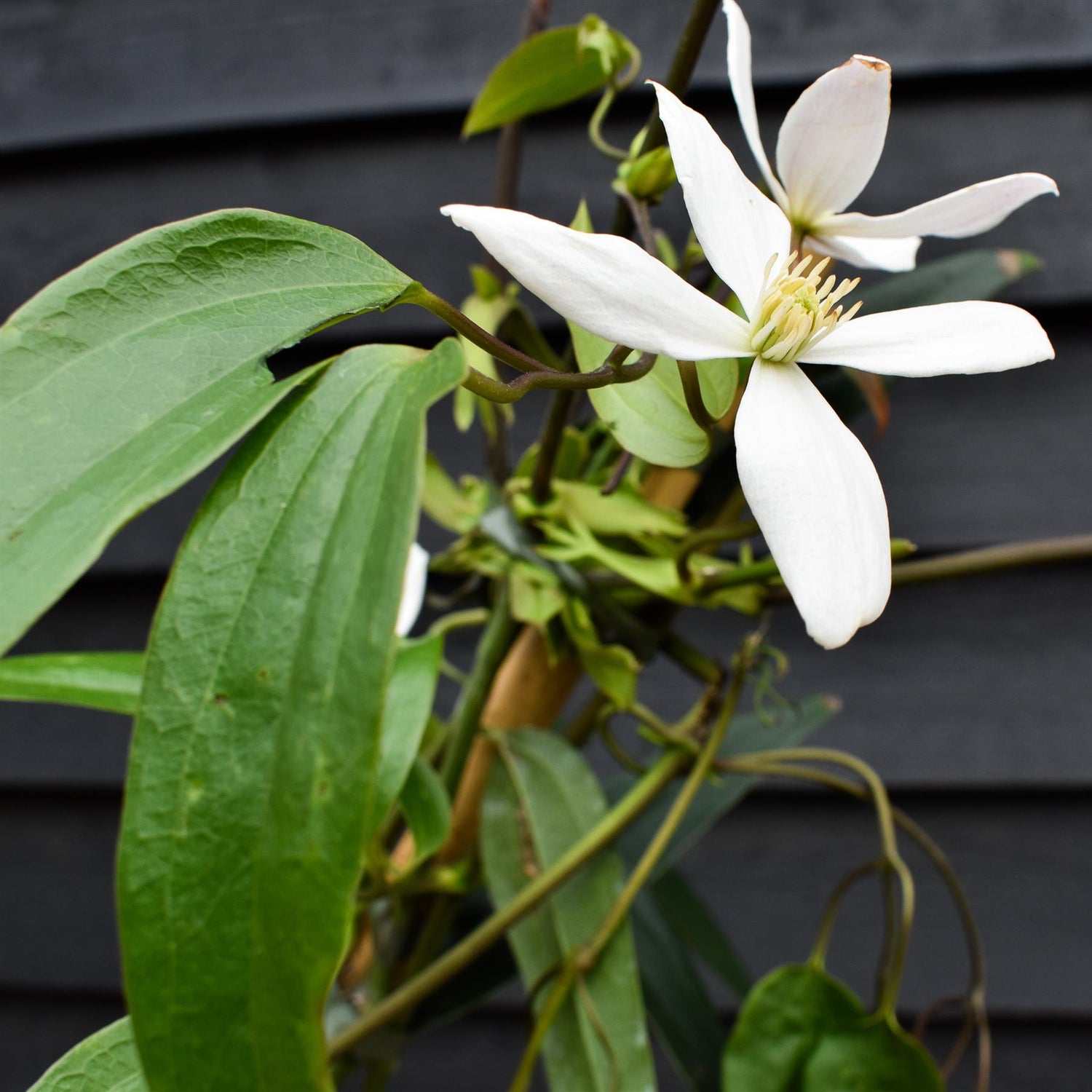 Clematis Armandii - Height 180-200cm - 8lt