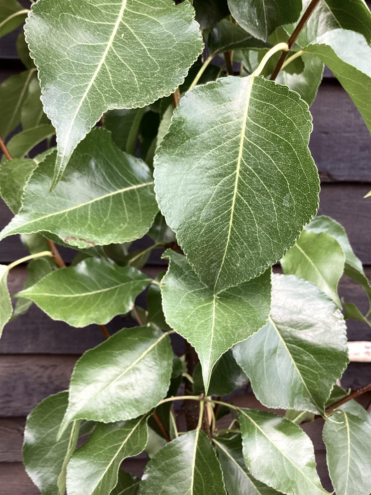 Arandel Tree Pyrus calleryana 'Chanticleer' | Callery Pear - Height 180-220cm - 12l ...