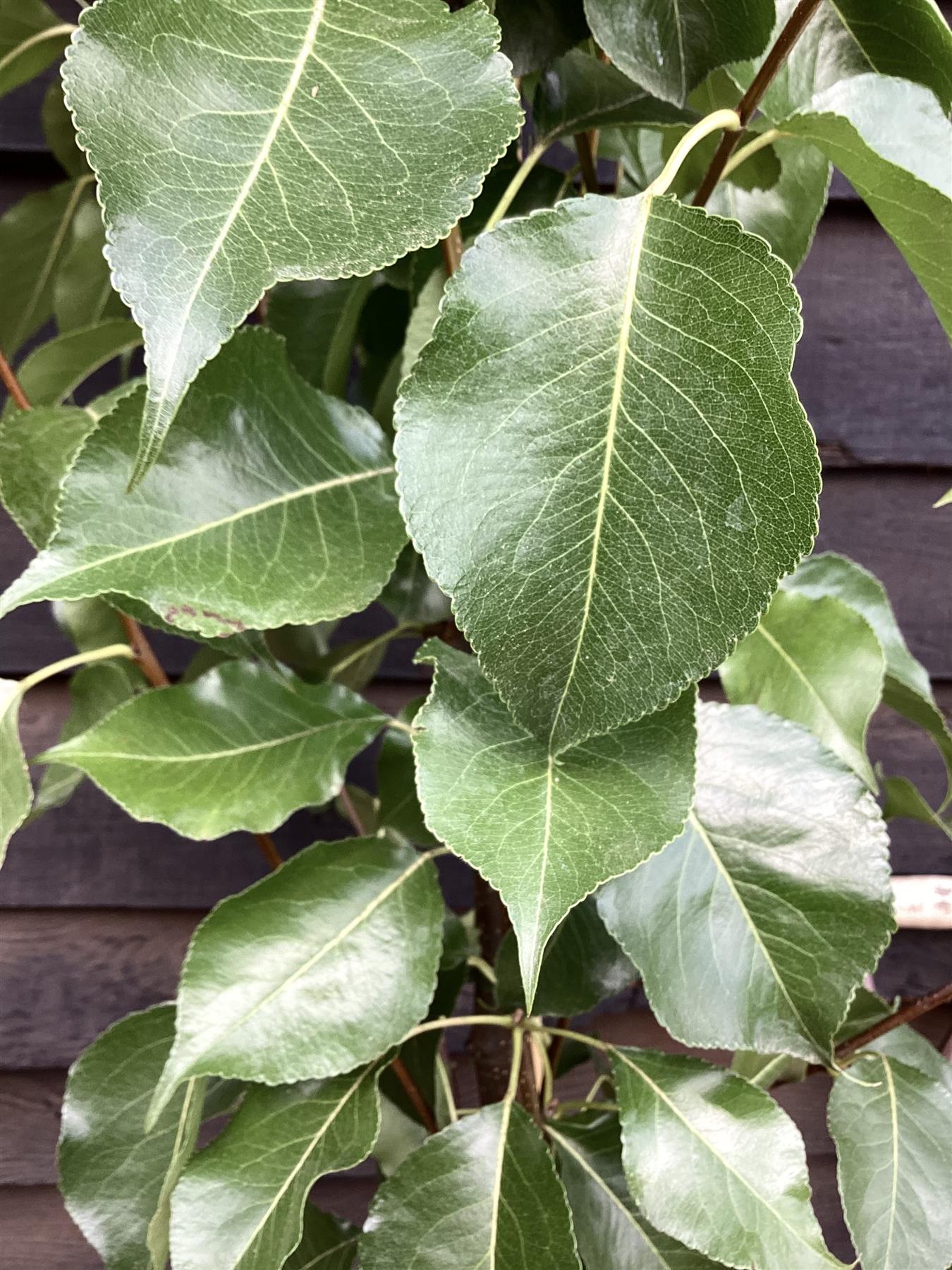 Pyrus calleryana 'Chanticleer' | Callery Pear - Height 180-220cm - 12lt