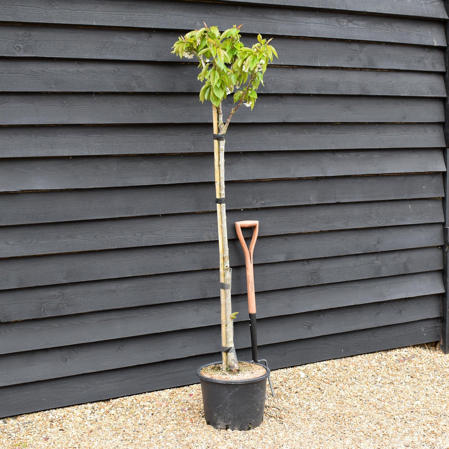 Sweet Cherry Tree | Prunus avium 'Napoleon' - Height 120-150cm - 20lt