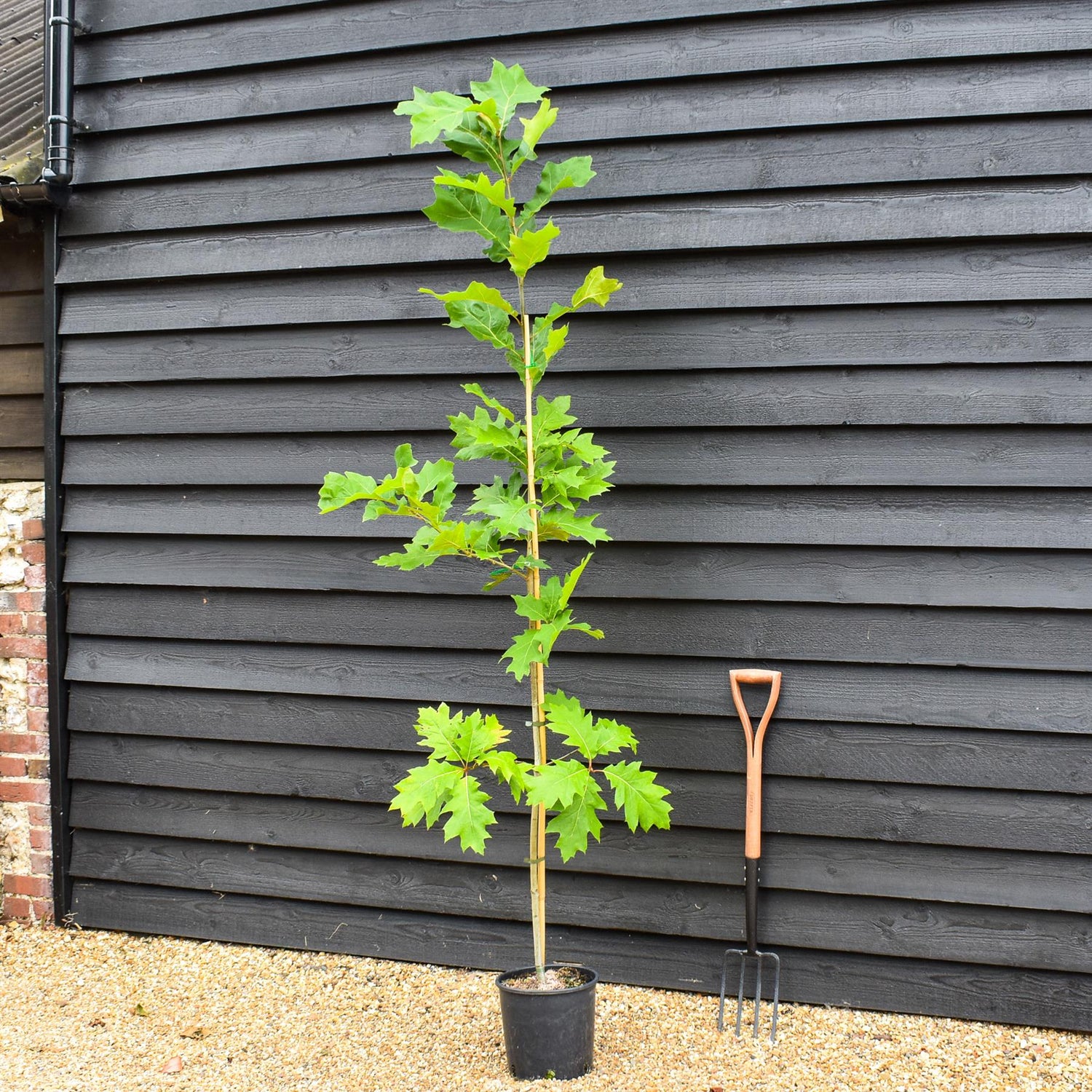 Red Oak | Quercus rubra - Height 150-200cm - 12lt