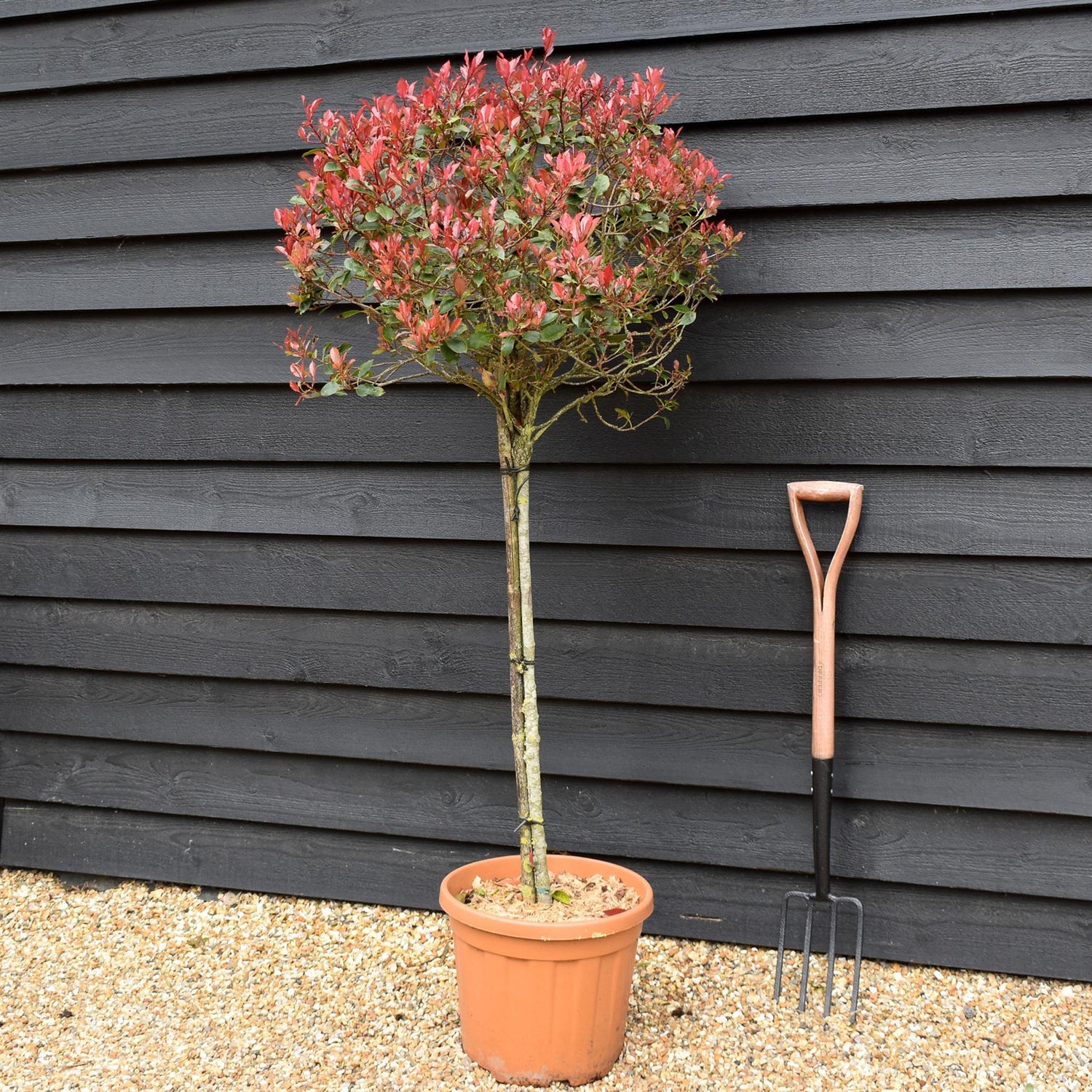 Photinia 'Atropurpurea Nana' | Japanese barberry - Half Standard - Height 140-150cm -25lt