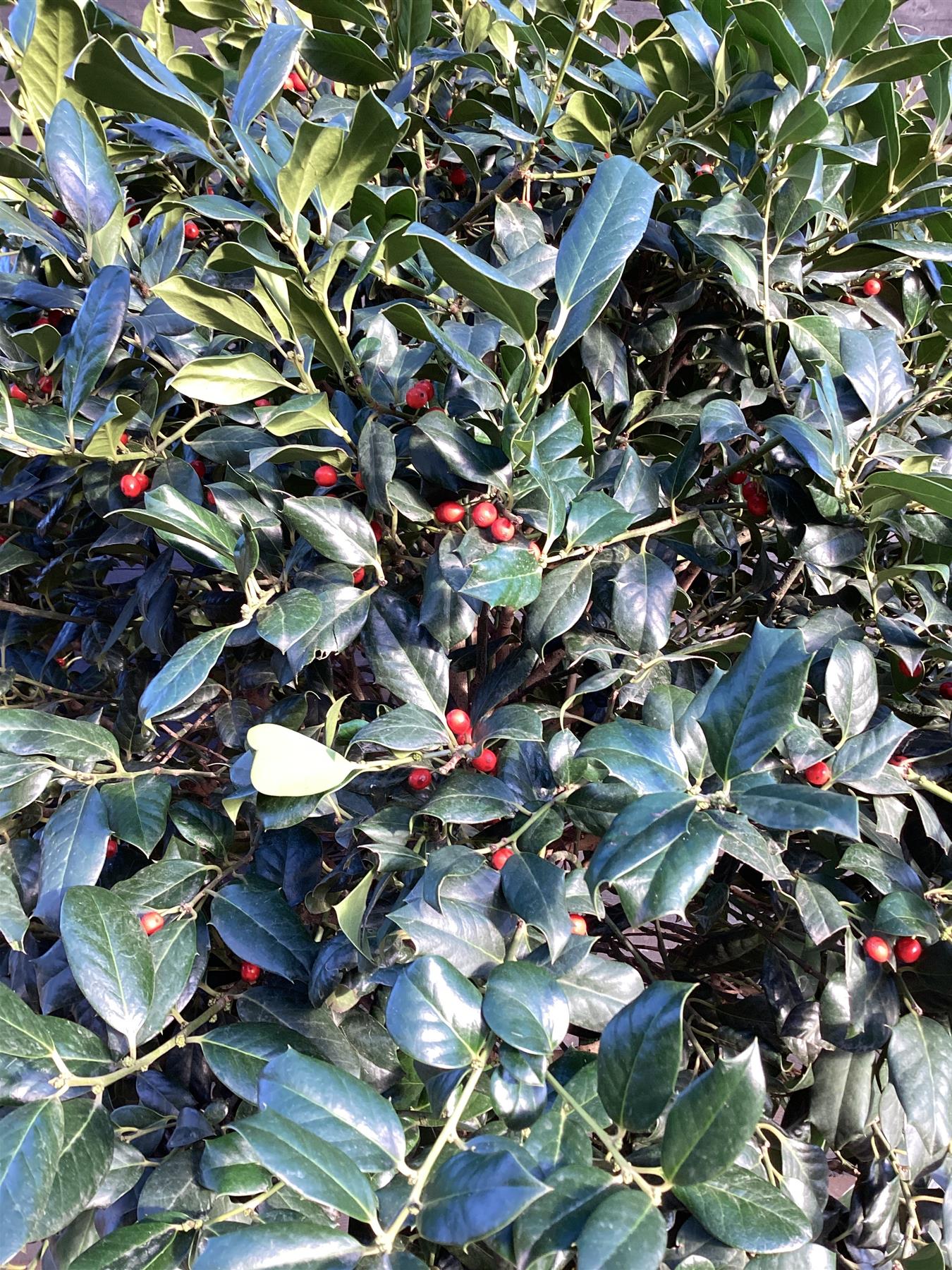 Ilex Nellie R Stevens | Holly 'Nellie R. Stevens' - 250cm, 110lt