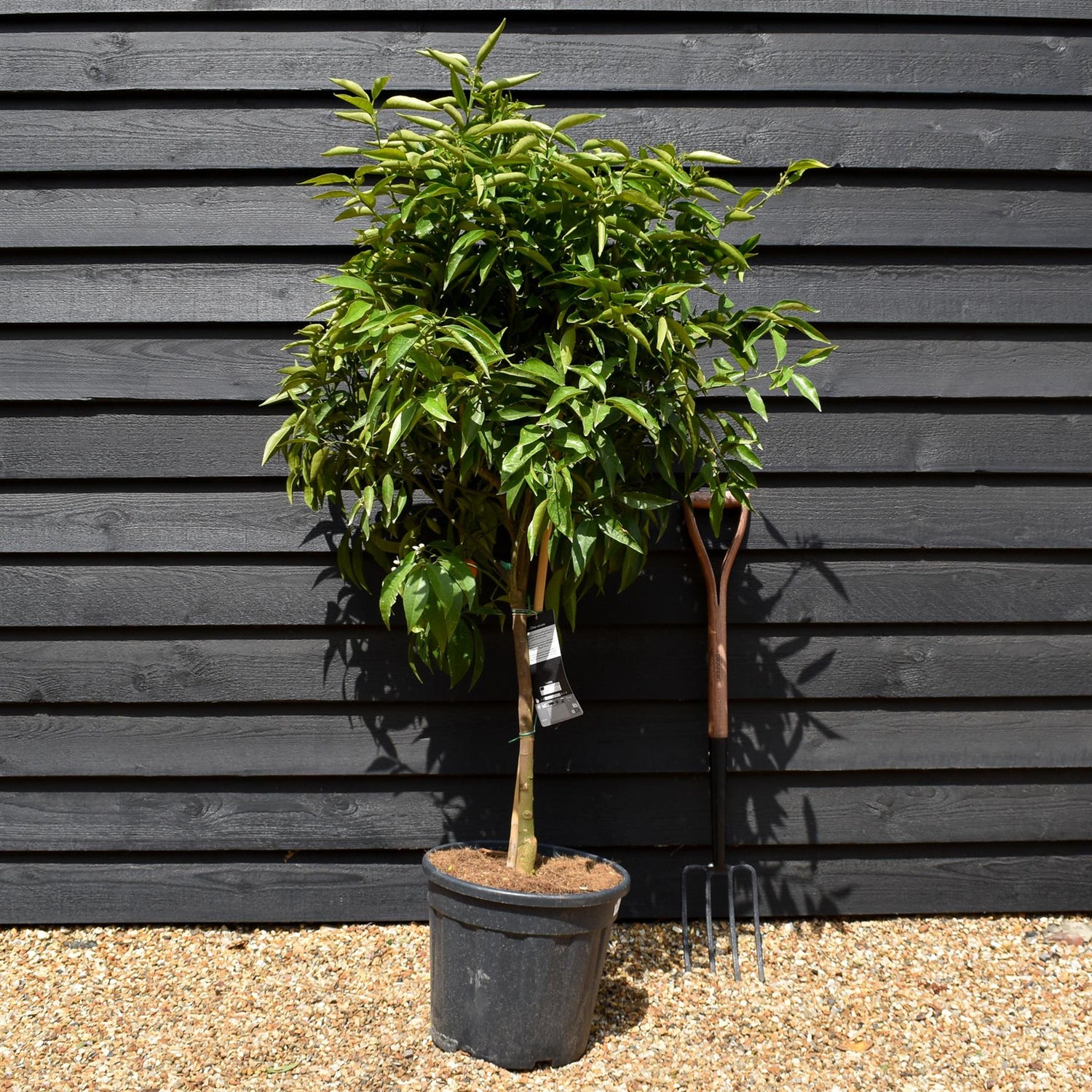 Mandarin Tree|Citrus reticulata 'Mandarino' - Tree -  Clear Stem 50cm - Height 130-140cm - 25lt