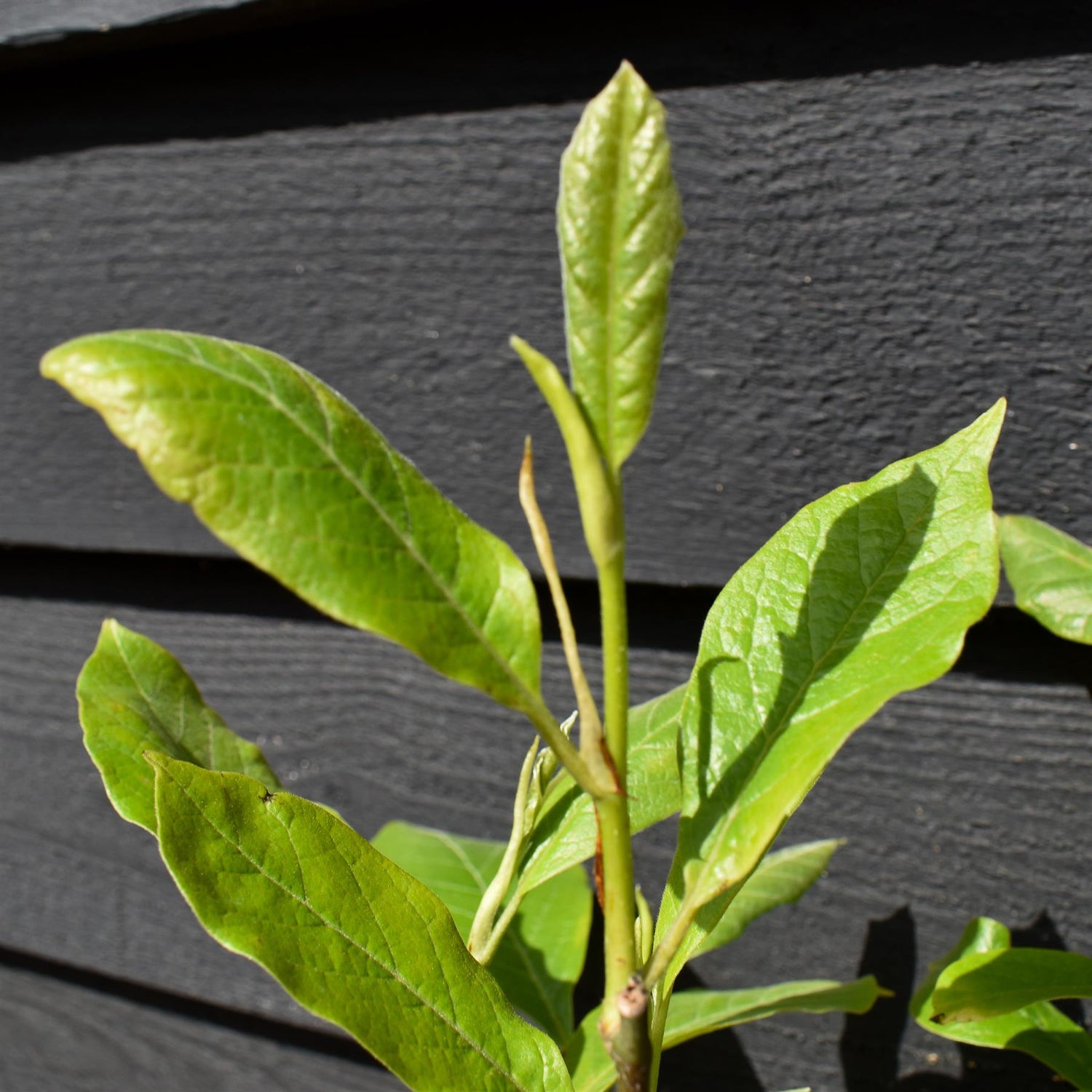 Magnolia x soulangeana- Quarter Standard - Clear Stem 50cm - Height 100cm - 7lt