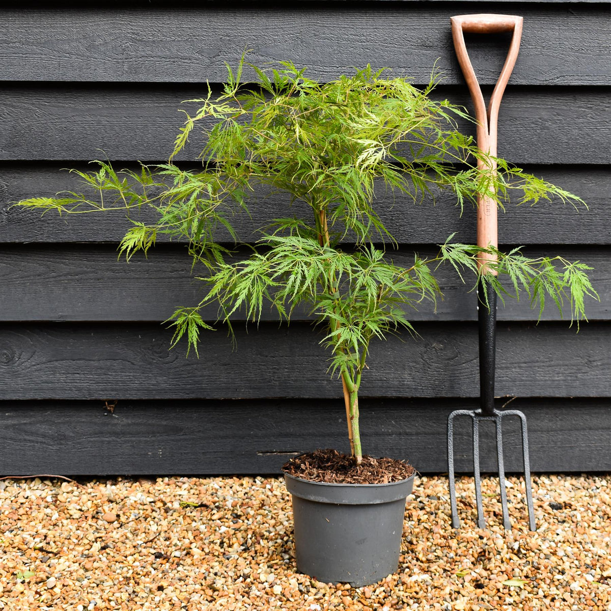 Laceleaf Japanese maple | Acer palmatum Dissectum -  - Clear Stem 20cm - Height 50-80cm - 5lt