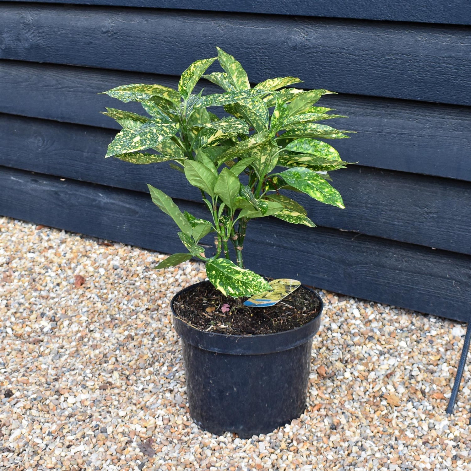 Aucuba japonica 'Golden Girl' -  Height 50-80cm - 10lt