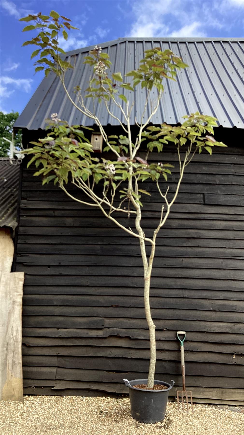 Catalpa erubescens 'Purpurea' | Purple Hybrid Catalpa - 70lt