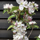 Apple tree 'Scrumptious' | Malus domestica - MM106 - Semi-Dwarfing - 150-160cm - 10lt