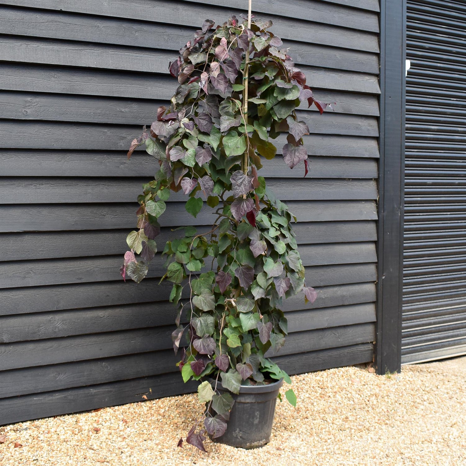 Cercis canadensis 'Ruby Falls' | Eastern Redbud - Twisted stem - Height 200-210cm - 45lt