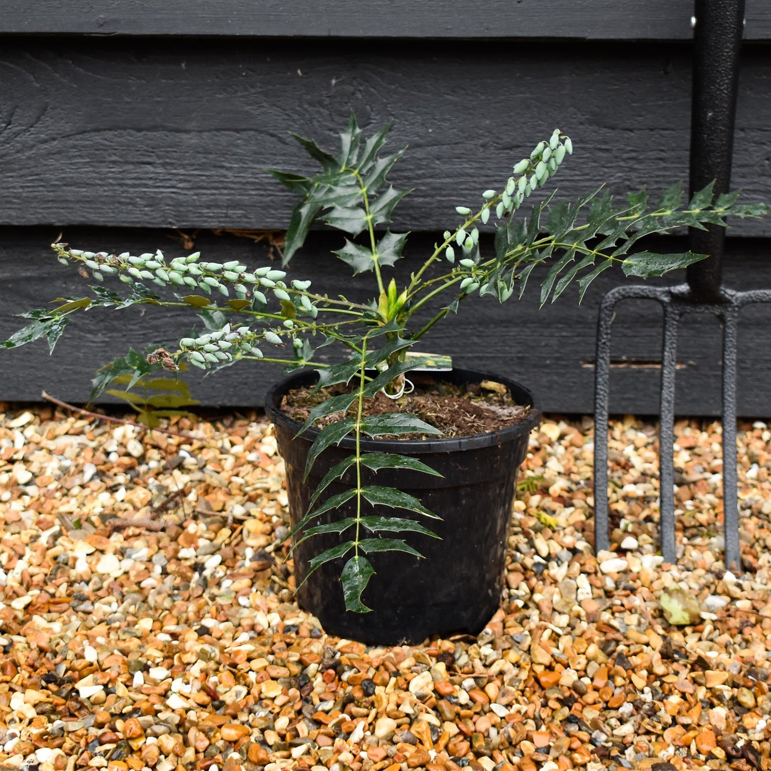 Mahonia media Winter Sun| Oregon grape 'Winter Sun' - Height 20-30cm - 3lt
