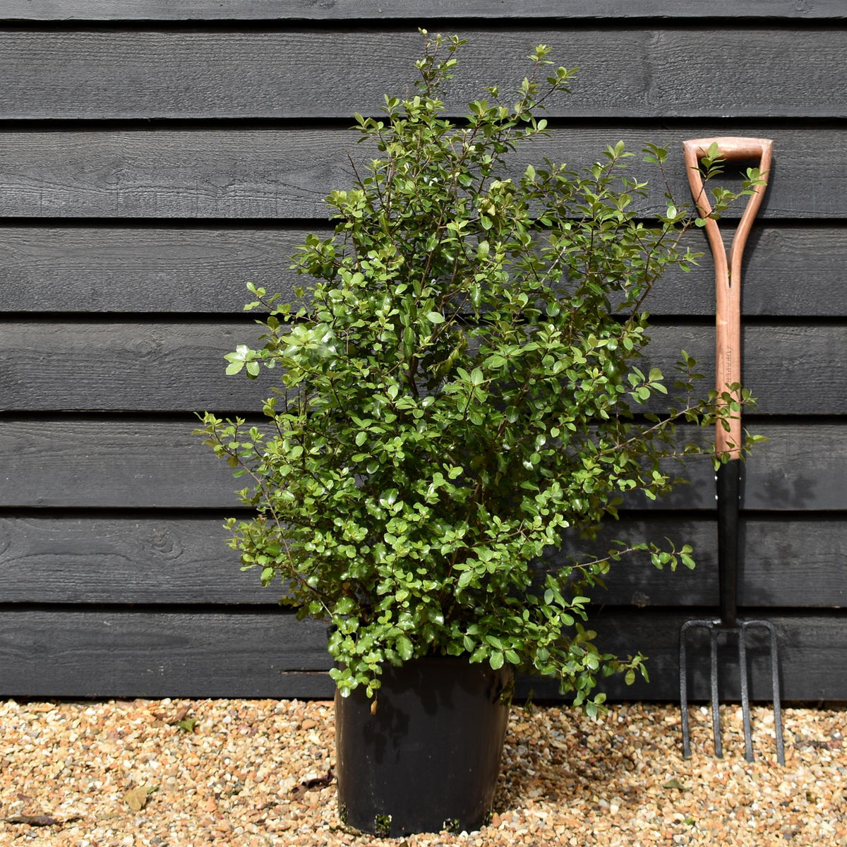 Pittosporum tenuifolium 'Wrinkled Blue' -Height 70-80cm - 12lt