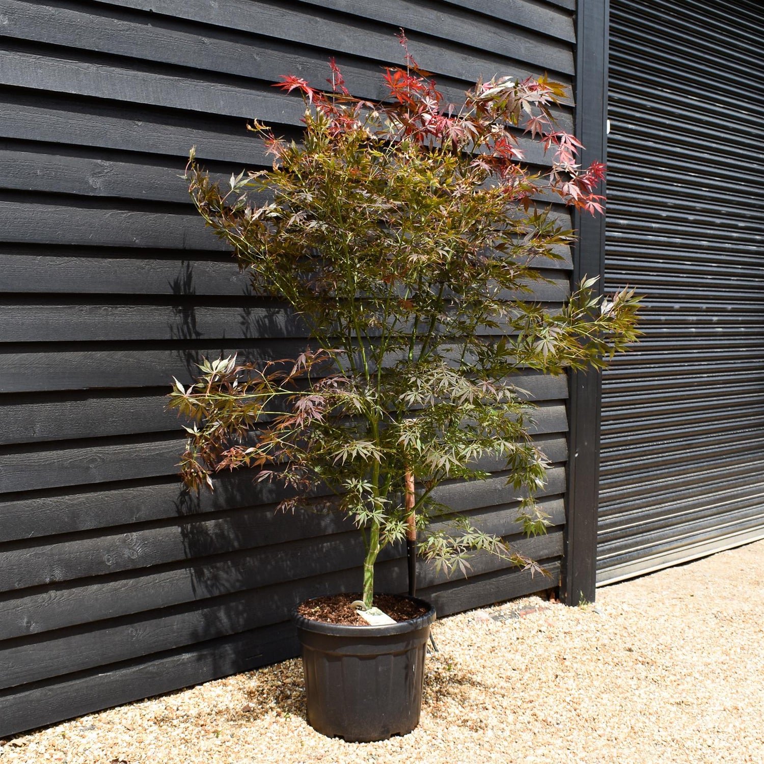 Japanese maple 'Sumi-nagashi' | Acer palmatum  Acer palmatum 'Sumi-nagashi' - Bushy - Height 180-200cm - 55lt